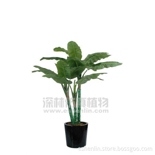 2 meters tall tropical plants,banana leaves sale 3-trunk